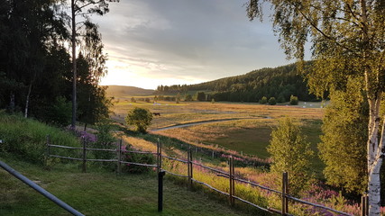 Summer sunset over meadows with horse