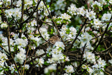 A timid brown small Sparrow sits on a branch, a bird in a thick flowering Apple tree. Wild and free nature. Patching animal, photo animalism.