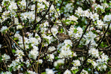 A timid brown small Sparrow sits on a branch, a bird in a thick flowering Apple tree. Wild and free nature. Patching animal, photo animalism.