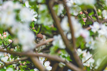 A timid brown small Sparrow sits on a branch, a bird in a thick flowering Apple tree. Wild and free nature. Patching animal, photo animalism.