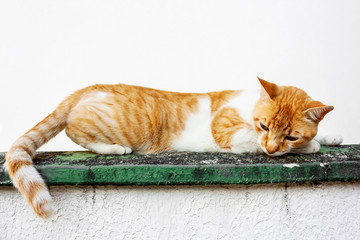 Fototapeta premium Gato Theo IMG_4751