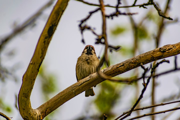 A timid brown small Sparrow sits on a branch, a bird in a thick flowering Apple tree. Wild and free...