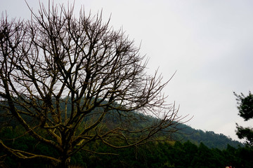 Formosan Aboriginal Culture Village