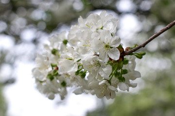 branch of cherry tree with white flowers