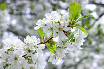 Obraz premium branch of cherry tree with white flowers