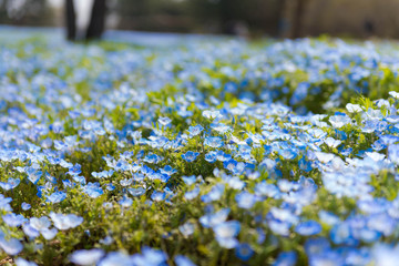 Nemophila