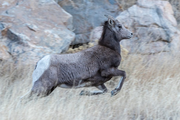 Wild Colorado Rocky Mountain Bighorn Sheep