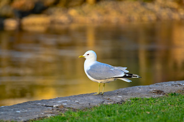 a seagull standing near water in FIlipstad