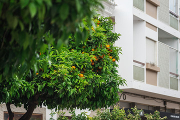 Fototapeta na wymiar Tangerine tree on the streets