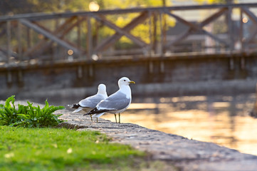a pair of seagulls standing together near water