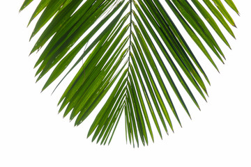 Top view closeup part of phoenix palm leaf. Isolated branch at the white background for a travel flyer