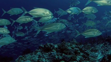 A huge school of Jacks. Big eye Trevally Jack, (Caranx sexfasciatus) Forming a polarized school, bait ball or tornado,Maldives, Indian Ocean, slow motion