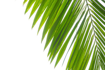 Closeup tropical palm leaf isolated on a white background. Summer is coming concept