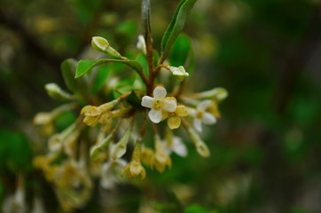 branches elaeagnus bush with small beige flowers and leaves