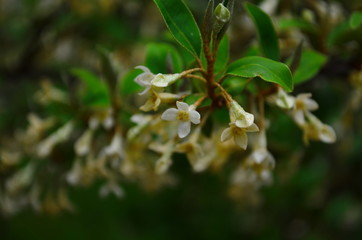 branches elaeagnus bush with small beige flowers and leaves
