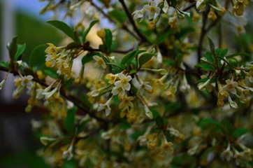 branches elaeagnus bush with small beige flowers and leaves