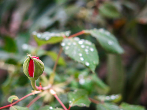Rosa IMG_1444