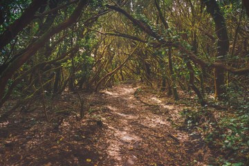 forest in Anaga rural park, Tenerife
