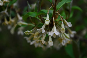 branches elaeagnus bush with small beige flowers and leaves