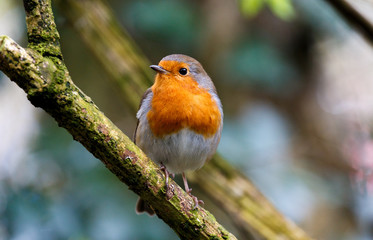 A close up of a Robin Redbreast in some woodland in the southwest of England (UK).