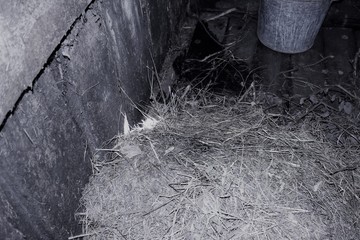 A very ancient building for animals of the times of the USSR was preserved in a dilapidated form in...