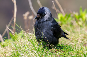 A close up portrait of Eurasian jackdaw (Corvus Monedula) on the edge of the Avon Gorge in Bristol (UK)