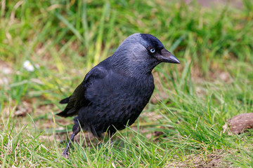 A close up portrait of Eurasian jackdaw (Corvus Monedula) on the edge of the Avon Gorge in Bristol (UK)