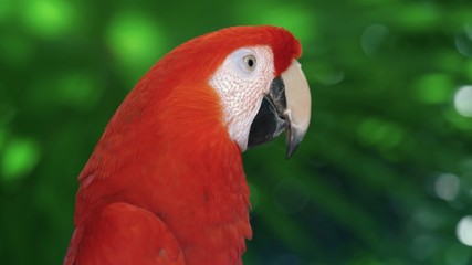 red bird