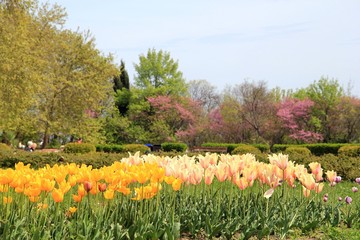 Colorful tulips in the seaside Park of Varna (Bulgaria)