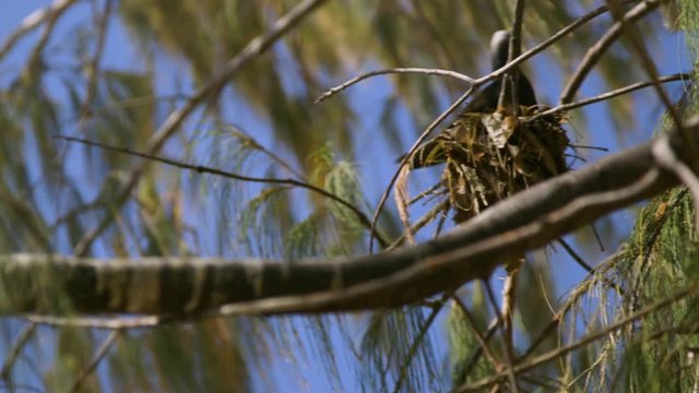 Close-up low-angle panning shot of a black noddy patched on nesting tree with a blurred image of another on its nest. If flies off from its position dropping wastes on the branch, Lady Elliot Island