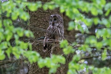 Habichtskauz Ural Owl