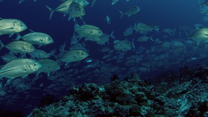 A huge school of Jacks. Big eye Trevally Jack, (Caranx sexfasciatus) Forming a polarized school, bait ball or tornado,Maldives, Indian Ocean, slow motion