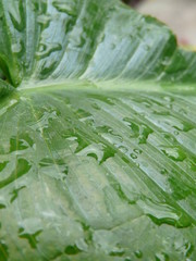 gotas y hojas