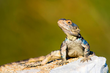 Chameleon. Green nature background.