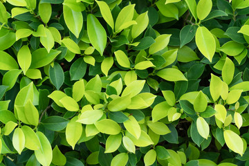 Light and dark natural green contrasting leaves from a garden bush - Growing leaves background with natural light representing life and earth day