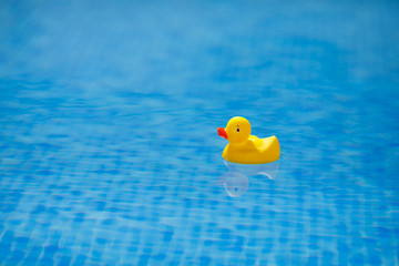 yellow rubber duck in blue swimming pool