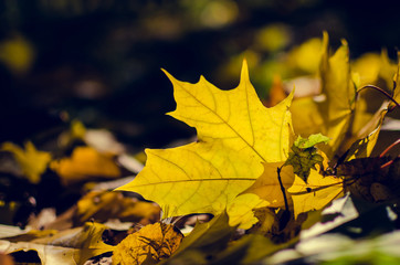 Autumn scene in a park