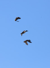 Wild duck or chalk (Anas platyrhynchos). Adult duck in a golden and blue surface of the pond, and in flight and diving.