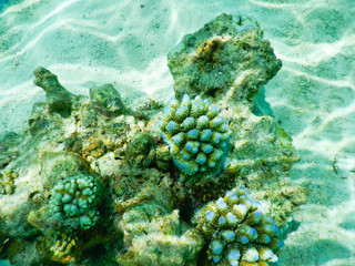 coral reef