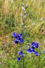 mountain flowers: bells, Altai Krai, Russia