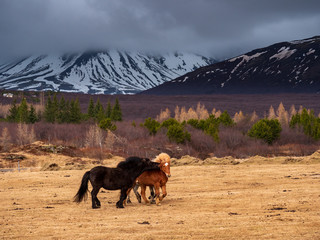 Fototapeta na wymiar Iceland Horse play at their huge ground during winter time