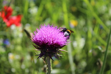 fiore