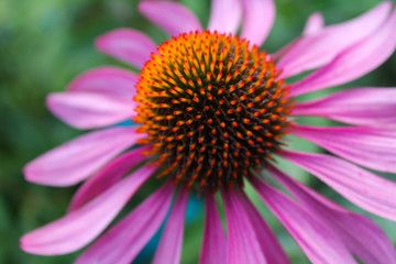 flowers in the summer garden, Echinacea