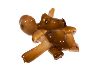 mushrooms isolated on white background