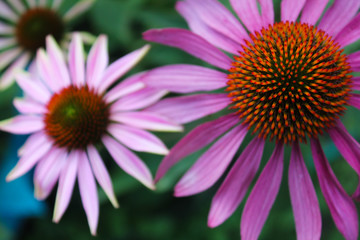 flowers in the summer garden, Echinacea