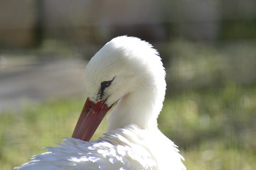 Cicogna Bianca della Camargue, parco ornitologico, Les Saintes Maries De La Mer, Provence, Sud France