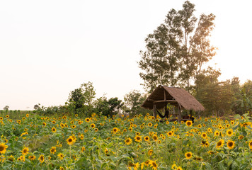 Fototapeta na wymiar Wooden hut in the middle of a sunflower field at dusk - Sunset over a sunflower farm landscape with copy space