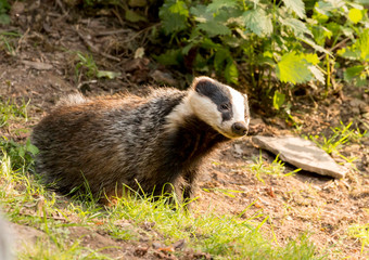 A close up of a wild badger (Meles meles).  Taken in the West Wales countryside,, Wales, UK