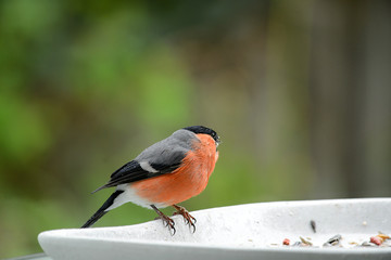 roter Dompfaff