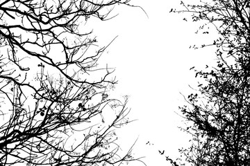 Shadow of black branches on a white background